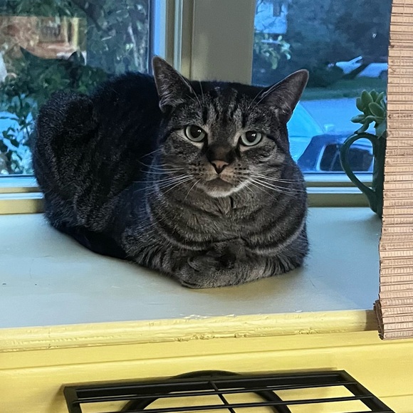 Meet your Posher, Shelley - Picture 9 of 10